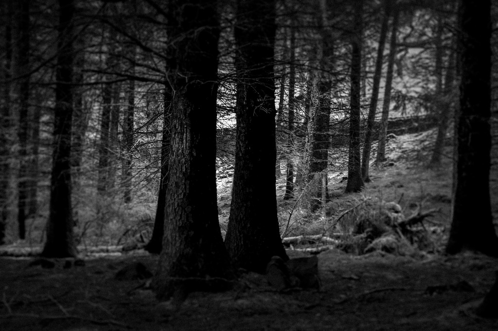 In the woods by overalvandaan