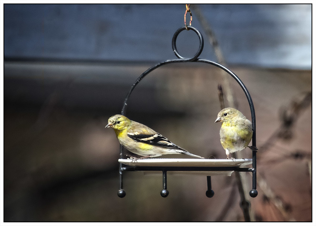 Double Goldfinch by gardencat