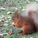 Red Squirrel by philhendry