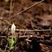 A Promise of Springtime by sarahsthreads