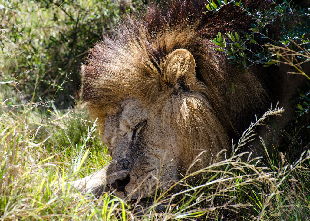 Sleeping Lion by salza