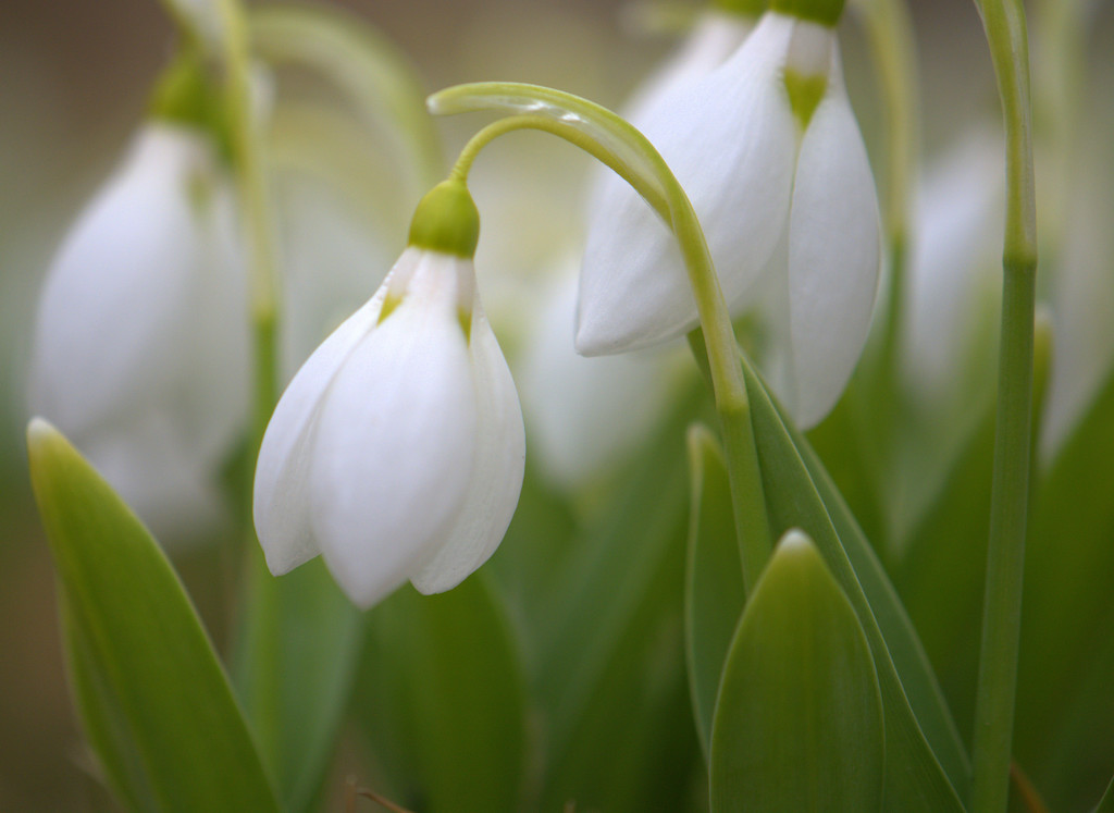 Galanthus (Snowdrops) by jayberg