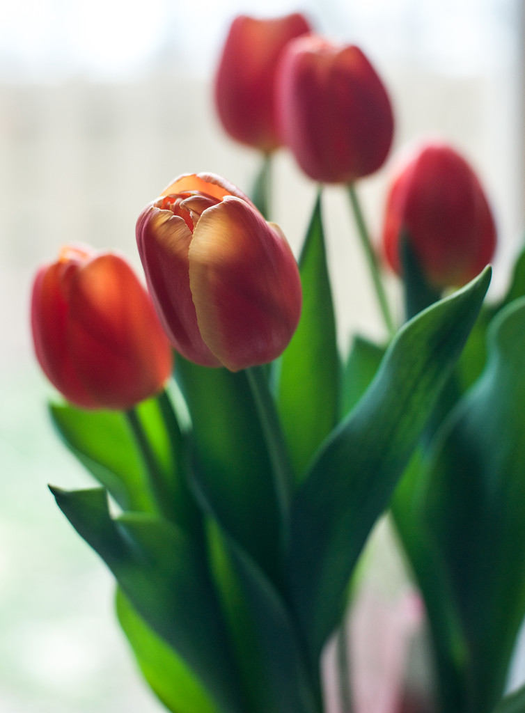 Get well tulips by loweygrace