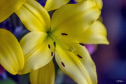 3rd Apr 2015 - Observe The Lilies of The Field. . . 