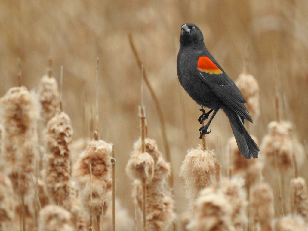 Red-winged Blackbird  by rminer