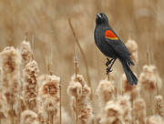 3rd Apr 2015 - Red-winged Blackbird 