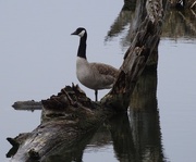 3rd Apr 2015 - Canada Goose