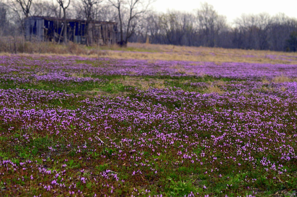 Nature's Purple Carpet by kareenking