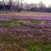 Nature's Purple Carpet by kareenking