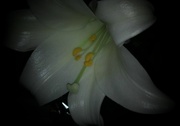 2nd Apr 2015 - Easter Lily