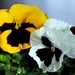 Pretty Pansies by paintdipper