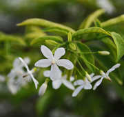 1st Apr 2015 - Swall white fragrent flowers