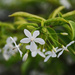 Swall white fragrent flowers by ianjb21