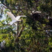 Egrets Nesting by markandlinda