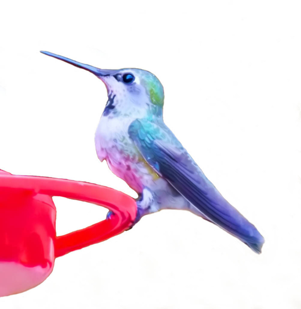 Hummingbird  by joysfocus