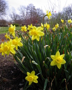 1st Apr 2015 - Daffy Daffodils