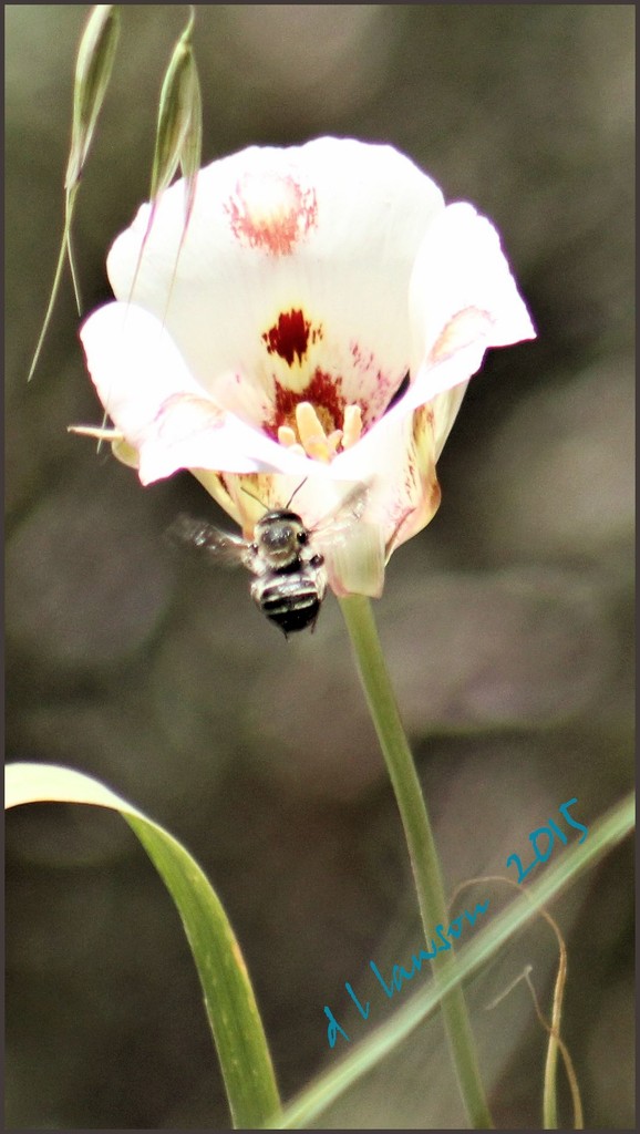 Butterfly Mariposa Lily and a Bee by flygirl