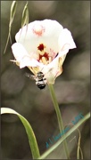 20th Mar 2015 - Butterfly Mariposa Lily and a Bee