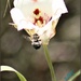 Butterfly Mariposa Lily and a Bee by flygirl