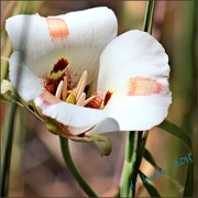 22nd Mar 2015 - Butterfly Mariposa Lily