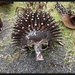 H-hogg the Echidna by kerenmcsweeney