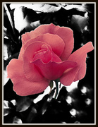 3rd Apr 2015 - pink rose