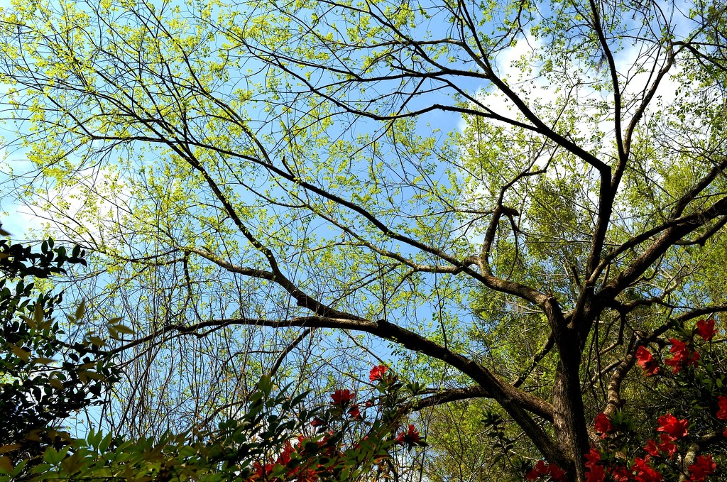 Spring at Magnolia Gardens, Charleston, SC by congaree