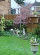 4th Apr 2015 - How not to behave in Mum's garden !