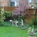 How not to behave in Mum's garden ! by beryl