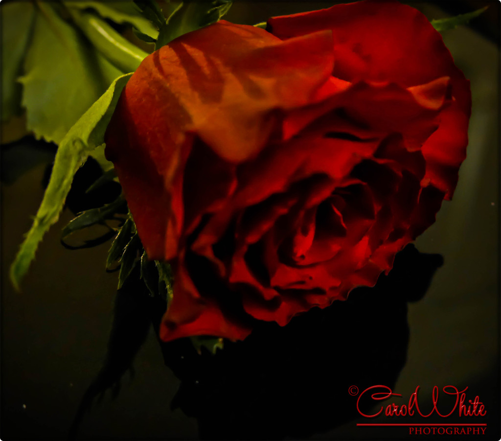 Red Rose by carolmw