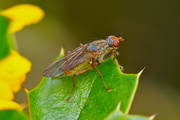 2nd Apr 2015 - RESTING FLY