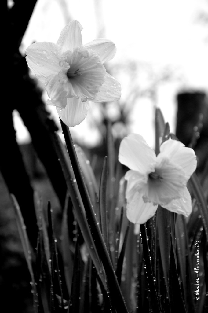 daffodil by parisouailleurs