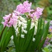 hyacinths by parisouailleurs