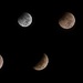 Lunar Eclipse by peggysirk
