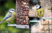 4th Apr 2015 - The busy blue tits