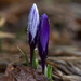 Crocus couple by berelaxed