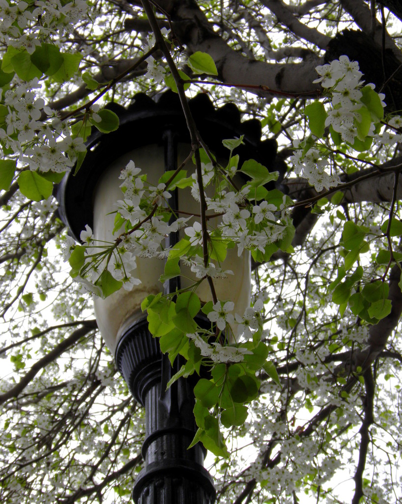  Blossoms and Lamp Post by daisymiller