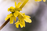 4th Apr 2015 - Burst of yellow.........