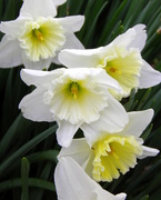 4th Apr 2015 - The March of the Daffodils