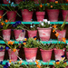 Pot Plants by newbank