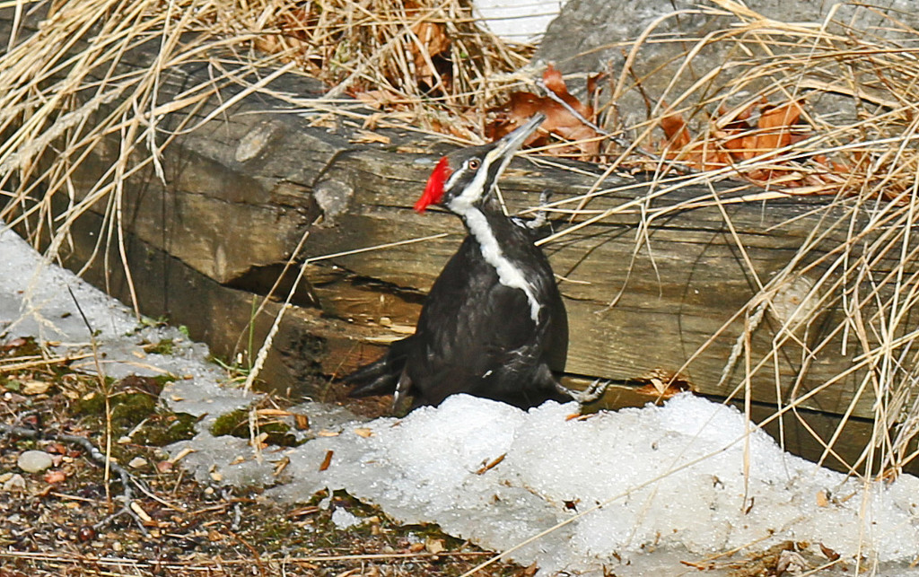 Mrs. Pileated Woodpecker by hellie