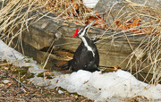 3rd Apr 2015 - Mrs. Pileated Woodpecker