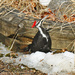 Mrs. Pileated Woodpecker by hellie
