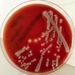 Bacteria by gabis