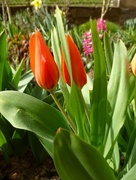 2nd Apr 2015 - Tulipa