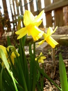 1st Apr 2015 - Narcissus pseudonarcissus