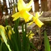 Narcissus pseudonarcissus by gabis