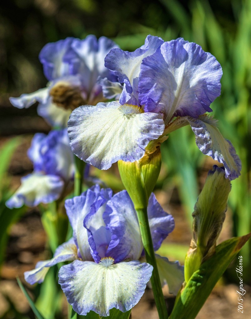 Spring Iris by lynne5477