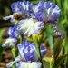 Spring Iris by lynne5477