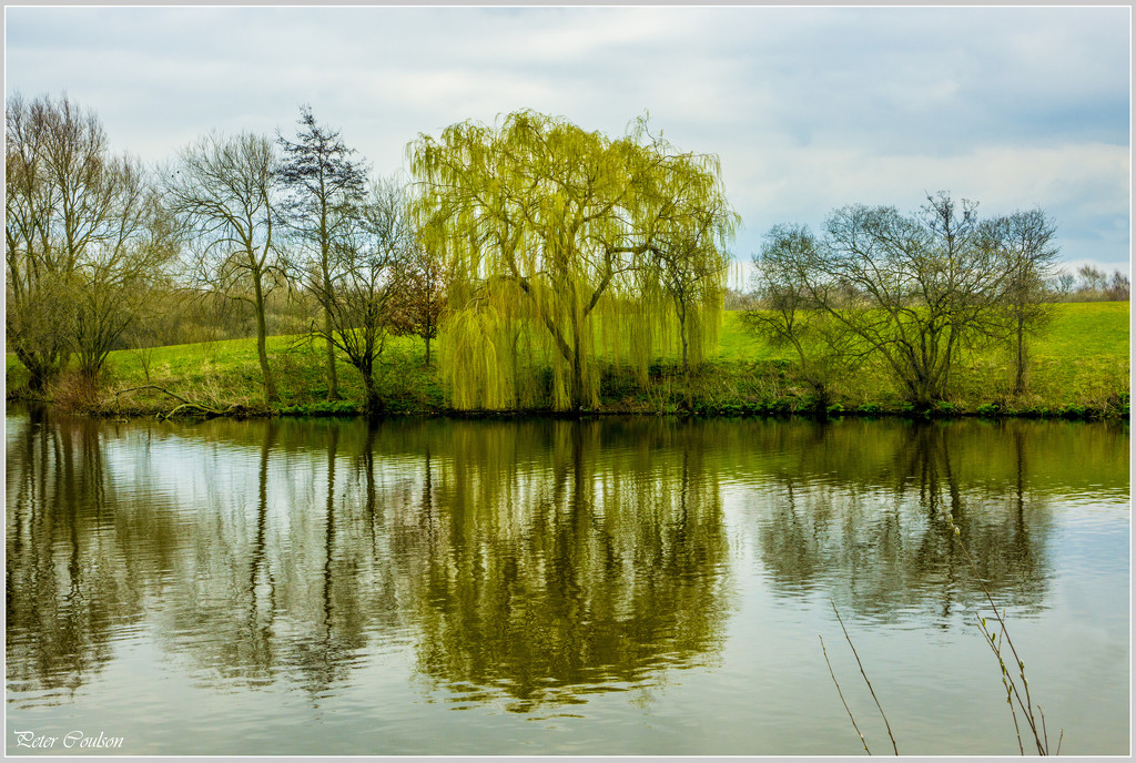 Willow Tree Reflections by pcoulson